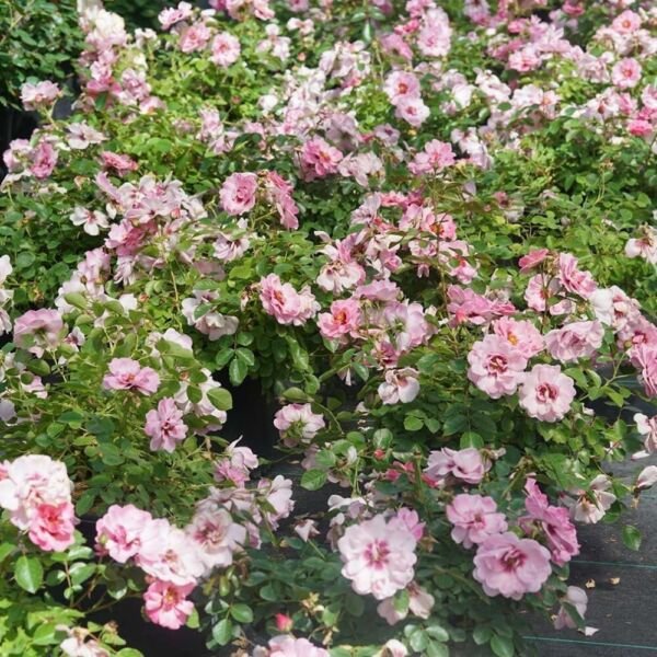 Rose Landscape Ringos Double Pink Brings Cheerful Presence To The 4 Pot Indoor Outdoor Garden