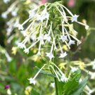 1500 White Jasmine Flowering Tobacco Seeds Nicotiana Sylvestris Tropical Herb Fresh Seeds Gardening