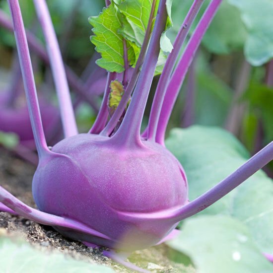 Kohlrabi Early Purple Vienna 400 Seeds Fresh Gardening