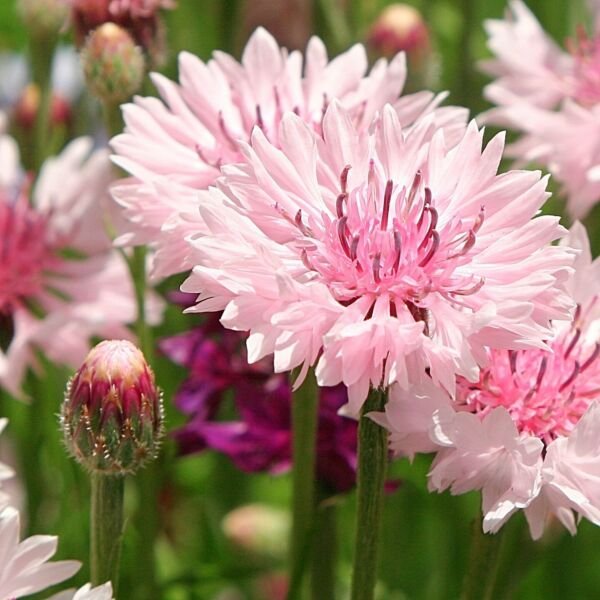 50 Light Pink Bachelors Button Seeds Seed Flower Flowers 602 Fresh 