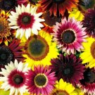 25 Sunflower Rainbow Mix Seeds Flowers Seed Flower Sun Bloom 559 Fresh Gardening