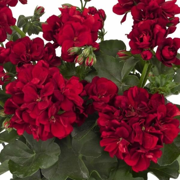 10 Double Red Geranium Seeds Hanging Basket Flowers Seed Flower 328