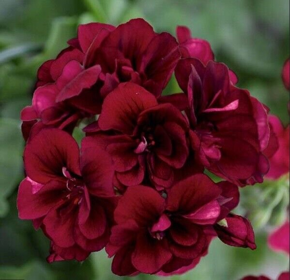 10 Dark Burgundy Geranium Seeds Hanging Basket Flowers Seed Flower 323