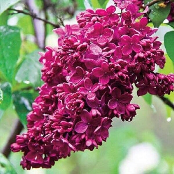 25 Red French Lilac Seeds Tree Flowers Seed Bloom Flower 356 Fresh ...