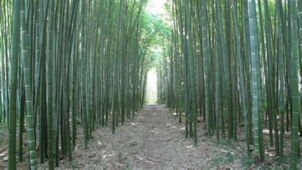 50 Moso Bamboo Seeds Privacy Climbing Clumping Shade Screen 389 Fresh