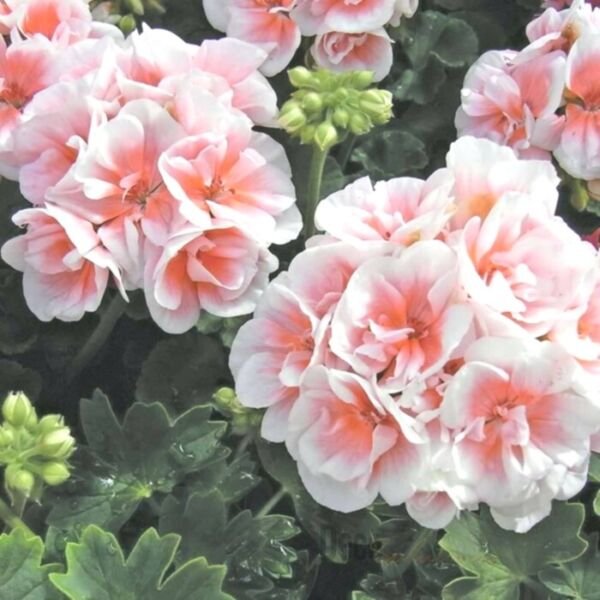 10 Pink White Geranium Seeds Hanging Basket Flowers Seed Flower 180