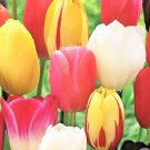 Mixed Color Tulip Bulbs Single Late Mix Fresh Indoor Outdoor Garden