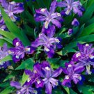 10 Dwarf Crested Iris Bulbs Iris Cristata Indoor Outdoor Garden