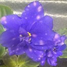 African Violet Plant Jere'S Lazy Day Standard Indoor Outdoor garden