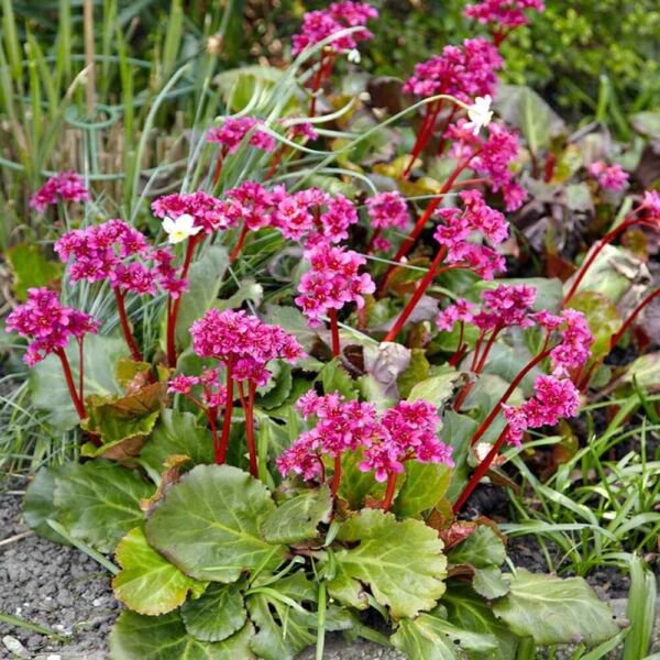Bergenia Cordifolia Carmine Red 15 Ground Cover Deer Resistant Fresh