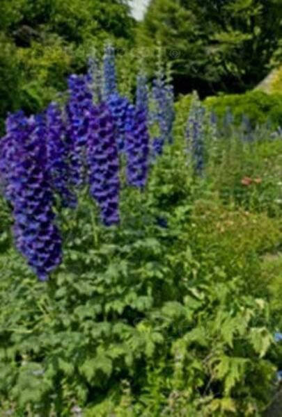 Delphinium Pacific Giant Black Knight 50 Perennial Deer Resistant Fresh Seeds Garden 2260