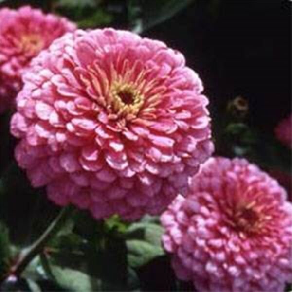 Zinnia Luminosa Pink 50 Heirloom Deer Resistant Zinnia Elegans Fresh