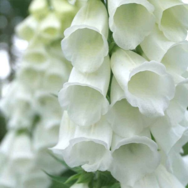 Foxglove Pure White 25 Trumpet Shaped Spotless Deer Resistant Fresh