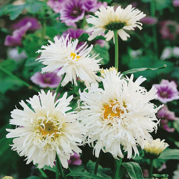 Shasta Crazy Daisy Perennial Twisted Frilled Deer Resistant Fresh Seeds