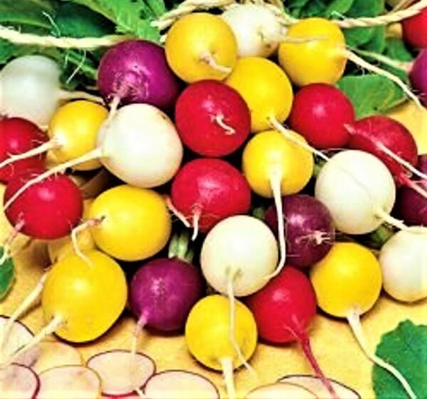 Crayon Colors Mix Radish 100 Fresh Seeds Garden