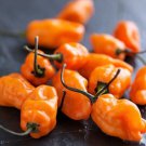 25 Hot Orange Habanero Premium Pepper Fresh Seeds Garden