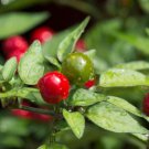 25 Hot Chiltepin Premium Pepper Fresh Seeds Garden