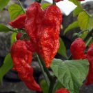 25 Superhot Ghost Bhut Jolokia Red Premium Pepper Fresh Seeds Garden