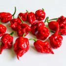 20 Superhot Scorpion Red Butch T Premium Pepper Fresh Seeds Garden