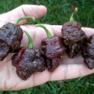 20 Superhot Scorpion Moruga Chocolate Premium Pepper Fresh Seeds Garden