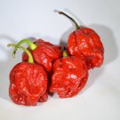 20 Superhot Scorpion Moruga Red Premium Pepper Fresh Seeds Garden