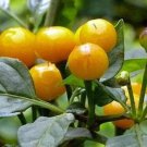 20 Hot Ají Charapita Premium Pepper Fresh Seeds Garden