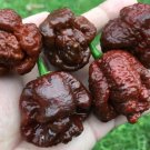 20 Superhot 7 Pot Chocolate Brain Strain Premium Pepper Fresh Seeds Garden