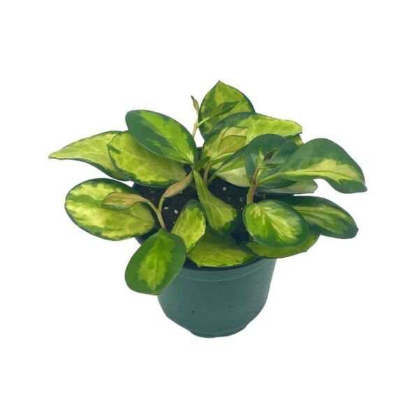Variegated Hoya Australis Tricolor Lisa Very Rare Limited Live Plant Super Fi Fresh Garden