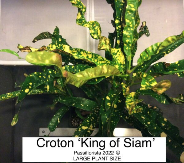 Codiaeum Variegatum King Of Siam Croton Shrub Tropical Plant Fresh Garden