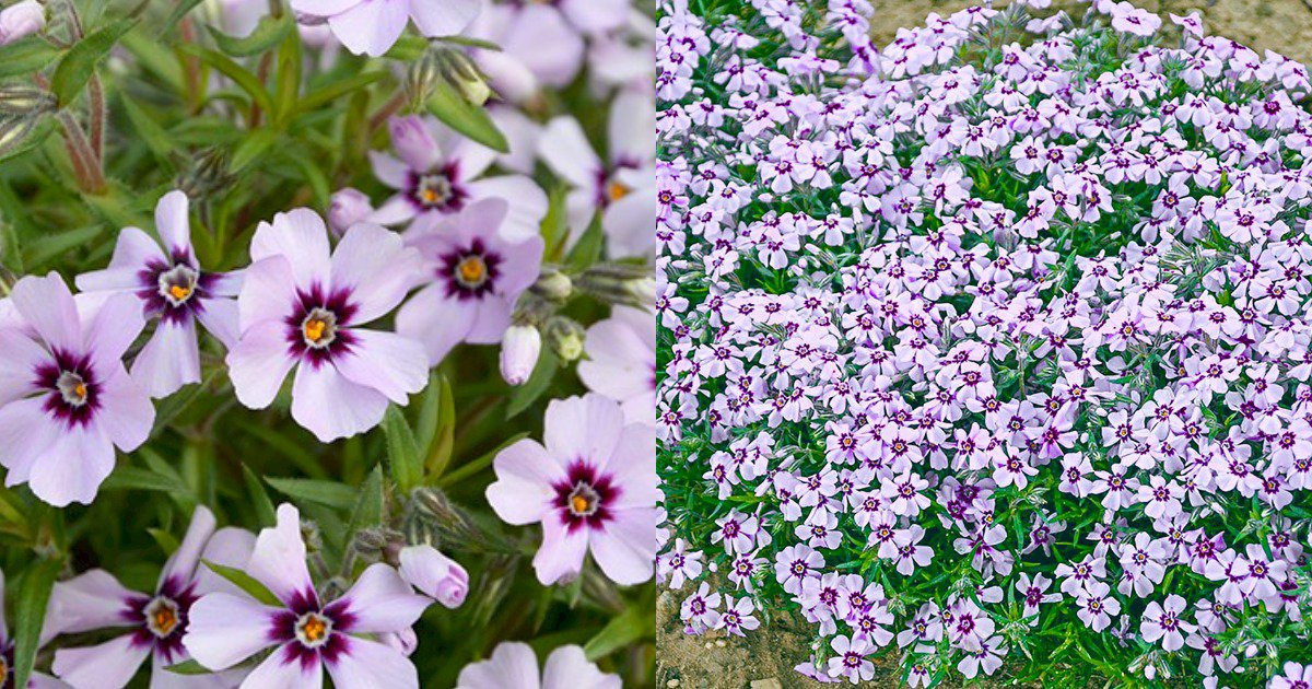 Live Plant Eye Candy Creeping Phlox Perennial Quart Pot