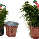 4" Pot Frosty Fern North Pole Plant with Elf Pick and Holiday Metal Tin