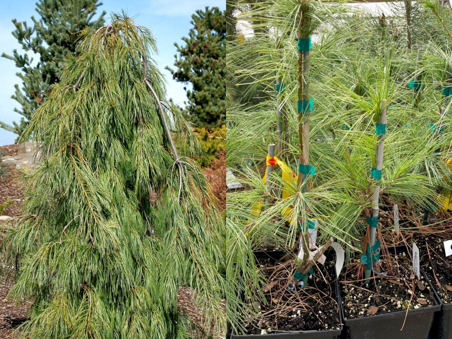 Angel Falls Weeping Eastern White Pine Pinus strobus Pendula 5.5" Pot