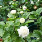 Grand Duke of Tuscany Jasmine Jasminum Sambac Rooted STARTER Plant