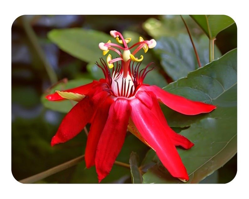 Vine Red Vitifolia Passion Flower Vine Fragrant Live Plant Passiflora