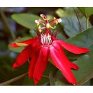 Vine Red Vitifolia Passion Flower Vine Fragrant Live Plant Passiflora