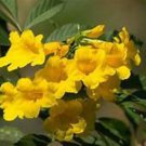 Bignonia Yellow Crossvine Rooted Rooted Starter Plant