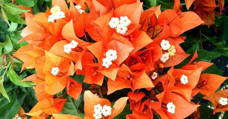 Fire Opal Bougainvillea Well Rooted Starter Plant Live Bougainvillea starter/plug plant
