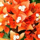 Fire Opal Bougainvillea Well Rooted Starter Plant Live Bougainvillea starter/plug plant