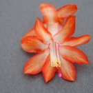 Stephanie Christmas Cactus Well Rooted Starter Plant Schlumbergera Truncata