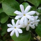 Indian Jui Jasmine ~Jasminum molle~~SMALL Rooted STARTER Plant