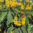 Popcorn Cassia Senna didymotbotrya Plant Small Rooted Starter Plant