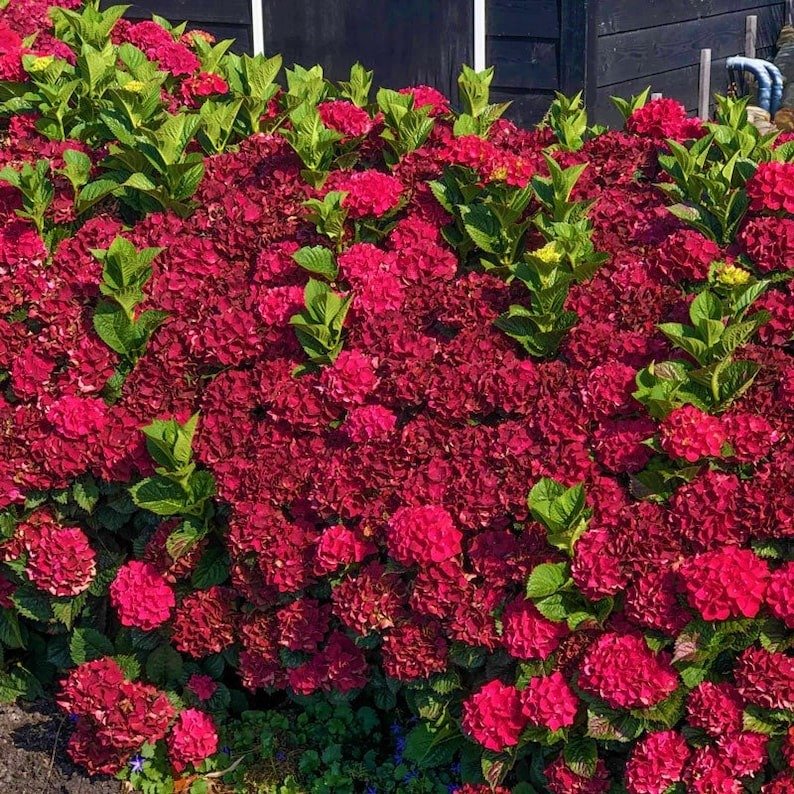 RUBY SLIPPERS**Hydrangea Starter Plant Opens White turns Dark Pink then Deepens to Blood Red