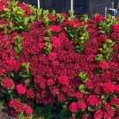 RUBY SLIPPERS**Hydrangea Starter Plant Opens White turns Dark Pink then Deepens to Blood Red