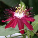 LADY MARGARET Red Burgundy Passion Flower Vine Fragrant Live Plant Passiflora