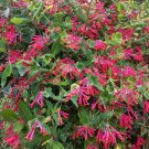 TRUMPET CORAL HONEYSUCKLE Vine Lonicera Sempervirens Well Rooted Starter Plant