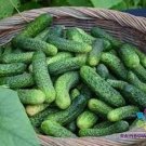 25 Kirby Cucumber Seeds