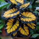 25 Sunburst Calathea Seeds