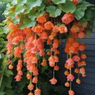 25 Orange Weeping Begonia Seeds