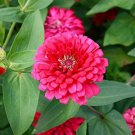 25 Pink Marigold Seeds