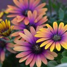 200 Purple & Yellow Cape Daisy Seeds